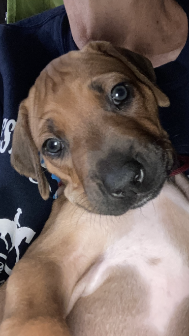 Rhodesian Ridgeback Puppies Breeding Lure Coursing Barn Hunt Fast Cat Dock Diving Conformation Rally SceRhodesian Ridgeback puppies breeding