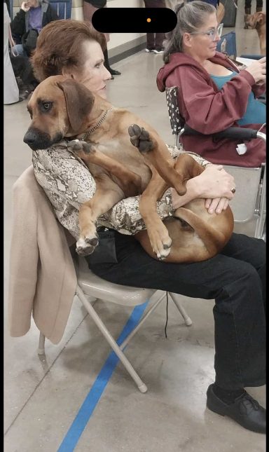 Rhodesian Ridgeback Puppies Breeding Lure Coursing Barn Hunt Fast Cat Dock Diving  Rally Scent Work Therapy Dog GrandCompanion 