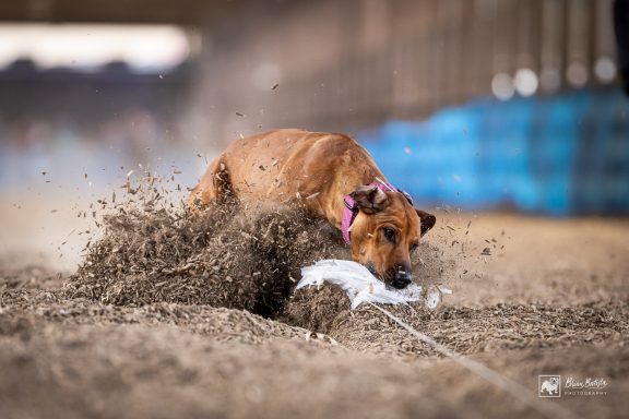 Rhodesian Ridgeback Puppies Breeding Lure Coursing Barn Hunt Fast Cat Dock Diving Conformation Rally Scent Work Therapy Dog Companionship 