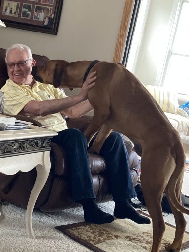Rhodesian Ridgeback breeding puppies dock diving lure coursing FCAT scent therapy tracking conformation rally barn hunt CGC Farm Dog