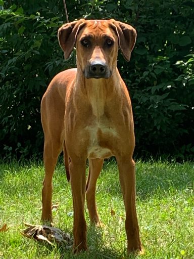 Rhodesian Ridgeback Puppies Breeding Lure Coursing Barn Hunt Fast Cat Dock Diving Conformation Rally Scent Ridgeback puppies breeding