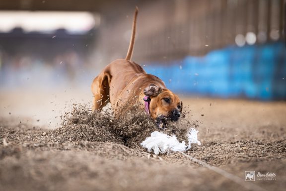 Rhodesian Ridgeback Puppies Breeding Lure Coursing Barn Hunt Fast Cat Dock Diving Conformation Rally Scent Work Therapy Dog Companionship 