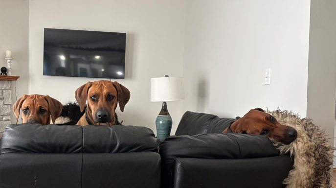 Rhodesian Ridgeback Puppies Breeding Lure Coursing Barn Hunt Fast Cat Dock Diving  Rally Scent Work Therapy Dog GrandCompanion 