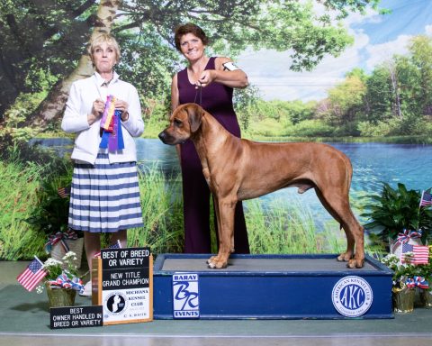 Rhodesian Ridgeback breeding puppies dock diving lure coursing FCAT scent therapy tracking conformation rally barn hunt CGC Farm Dog