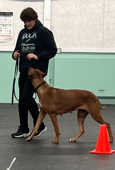 Rhodesian Ridgeback Puppies Breeding Lure Coursing Barn Hunt Fast Cat Dock Diving Conformation Rally Rhodesian Ridgeback puppies breeding