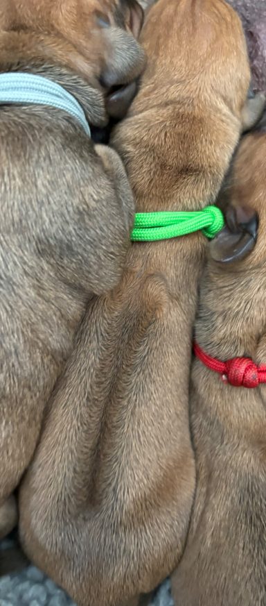 Rhodesian Ridgeback Puppies Breeding Lure Coursing Barn Hunt Fast Cat Dock Diving Conformation Rally Scent Ridgeback puppies breeding