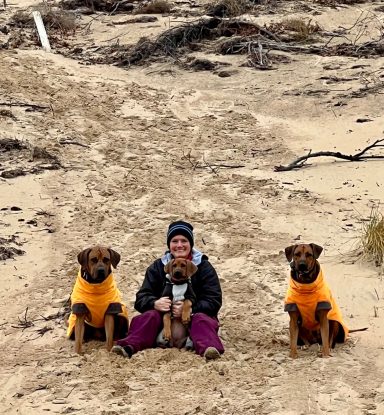 Rhodesian Ridgeback Puppies Breeding Lure Coursing Barn Hunt Fast Cat Dock Diving  Rally Scent Work Therapy Dog GrandCompanion 
