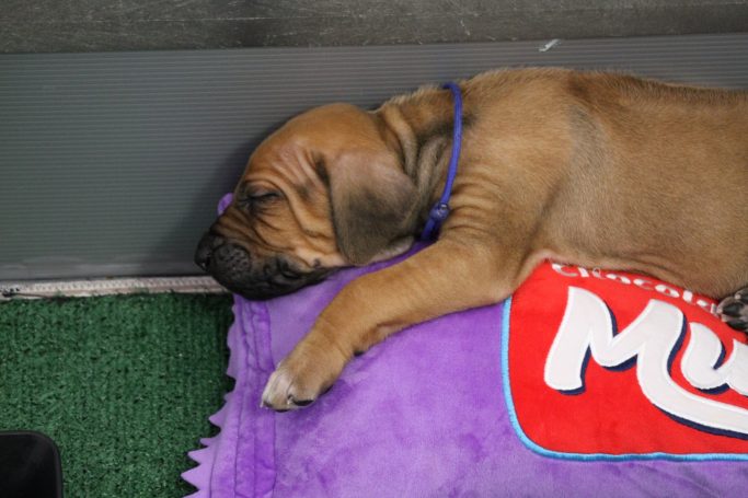 Rhodesian Ridgeback breeding puppies dock diving lure coursing FCAT scent therapy tracking conformation rally barn hunt CGC Farm Dog