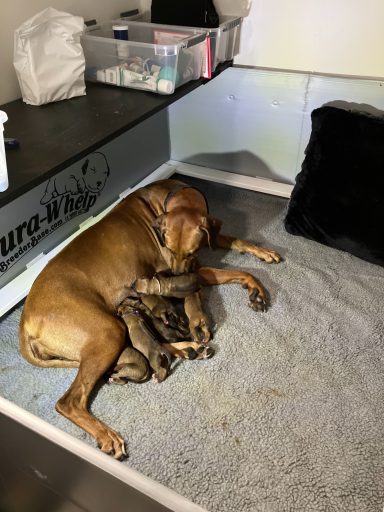 Rhodesian Ridgeback breeding puppies dock diving lure coursing FCAT scent therapy tracking conformation rally barn hunt CGC Farm Dog