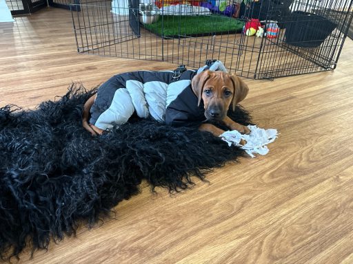 Rhodesian Ridgeback breeding puppies dock diving lure coursing FCAT scent therapy tracking conformation rally barn hunt CGC Farm Dog