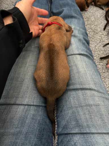 Rhodesian Ridgeback Puppies Breeding Lure Coursing Barn Hunt Fast Cat Dock Diving Conformation Rally Scent Ridgeback puppies breeding