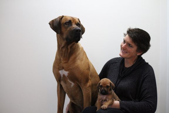 Rhodesian Ridgeback puppies breeding