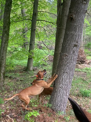Rhodesian Ridgeback Puppies Breeding Lure Coursing Barn Hunt Fast Cat Dock Diving Conformation Rally Scent Work Therapy Dog Companionship 