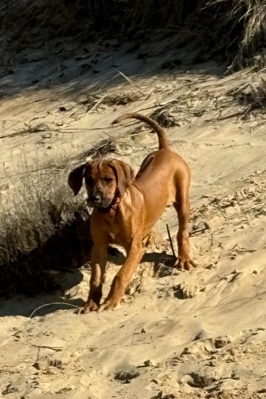 Rhodesian Ridgeback breeding puppies dock diving lure coursing FCAT scent therapy tracking conformation rally barn hunt CGC Farm Dog