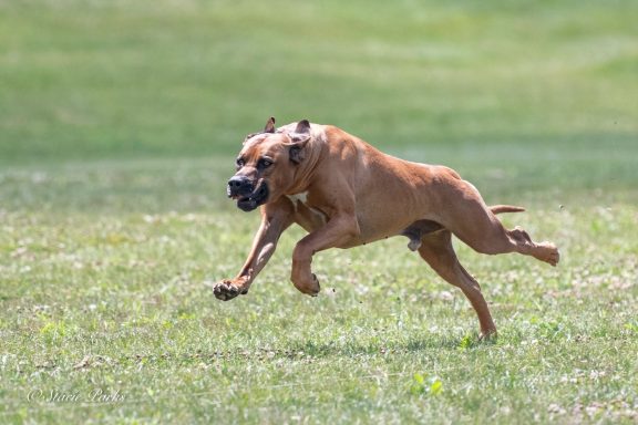 Rhodesian Ridgeback Puppies Breeding Lure Coursing Barn Hunt Fast Cat Dock Diving Conformation Rally Scent Work Therapy Dog Companionship 