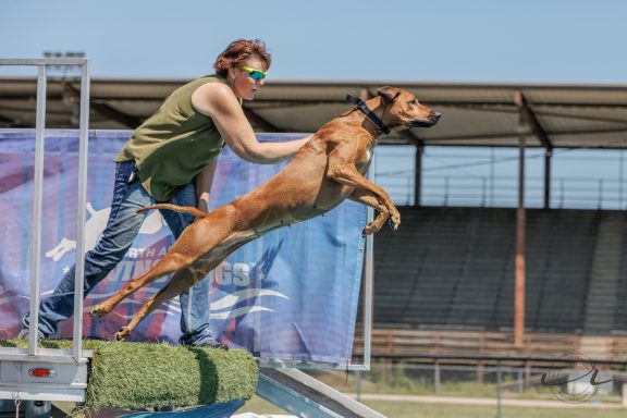 Rhodesian Ridgeback Puppies Breeding Lure Coursing Barn Hunt Fast Cat Dock Diving Conformation Rally Scent Work Therapy Dog Companionship 