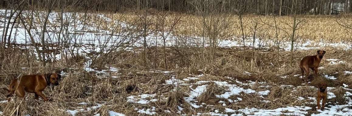 Rhodesian Ridgeback Puppies Breeding Lure Coursing Barn Hunt Fast Cat Dock Diving Conformation Rally Scent Work Therapy Dog Companionship 