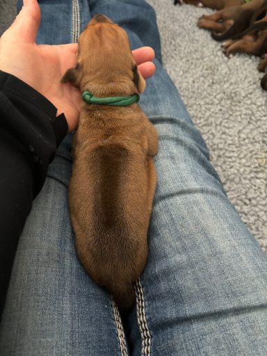 Rhodesian Ridgeback Puppies Breeding Lure Coursing Barn Hunt Fast Cat Dock Diving Conformation Rally Scent Ridgeback puppies breeding