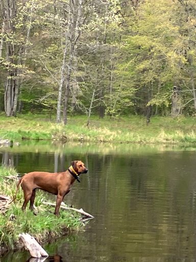 Rhodesian Ridgeback Puppies Breeding Lure Coursing Barn Hunt Fast Cat Dock Diving Conformation Rally Scent Work Therapy Dog Companionship 