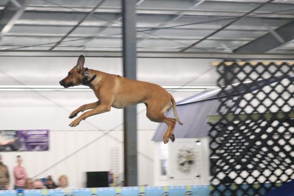 Rhodesian Ridgeback Puppies Breeding Lure Coursing Barn Hunt Fast Cat Dock Diving Conformation Rally Scent Ridgeback puppies breeding