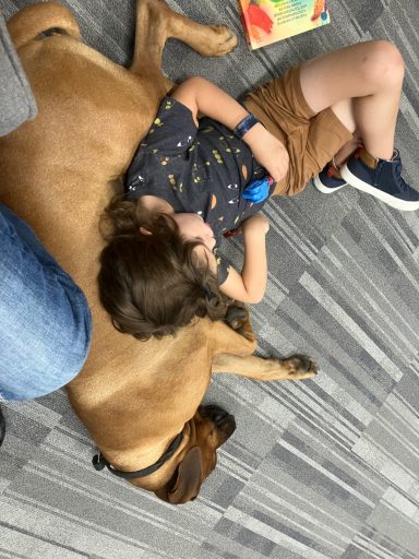 Rhodesian Ridgeback Puppies Breeding Lure Coursing Barn Hunt Fast Cat Dock Diving  Rally Scent Work Therapy Dog GrandCompanion 