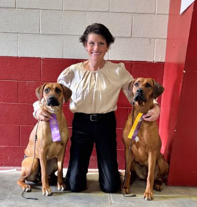 Rhodesian Ridgeback Puppies Breeding Lure Coursing Barn Hunt Fast Cat Dock Diving Conformation Rally Scent Ridgeback puppies breeding