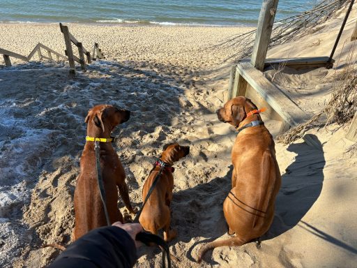 Rhodesian Ridgeback breeding puppies dock diving lure coursing FCAT scent therapy tracking conformation rally barn hunt CGC Farm Dog