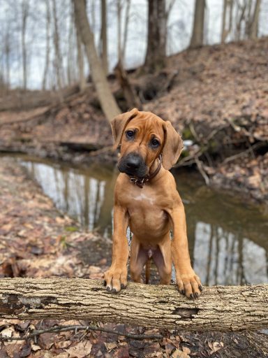 Rhodesian Ridgeback breeding puppies dock diving lure coursing FCAT scent therapy tracking conformation rally barn hunt CGC Farm Dog