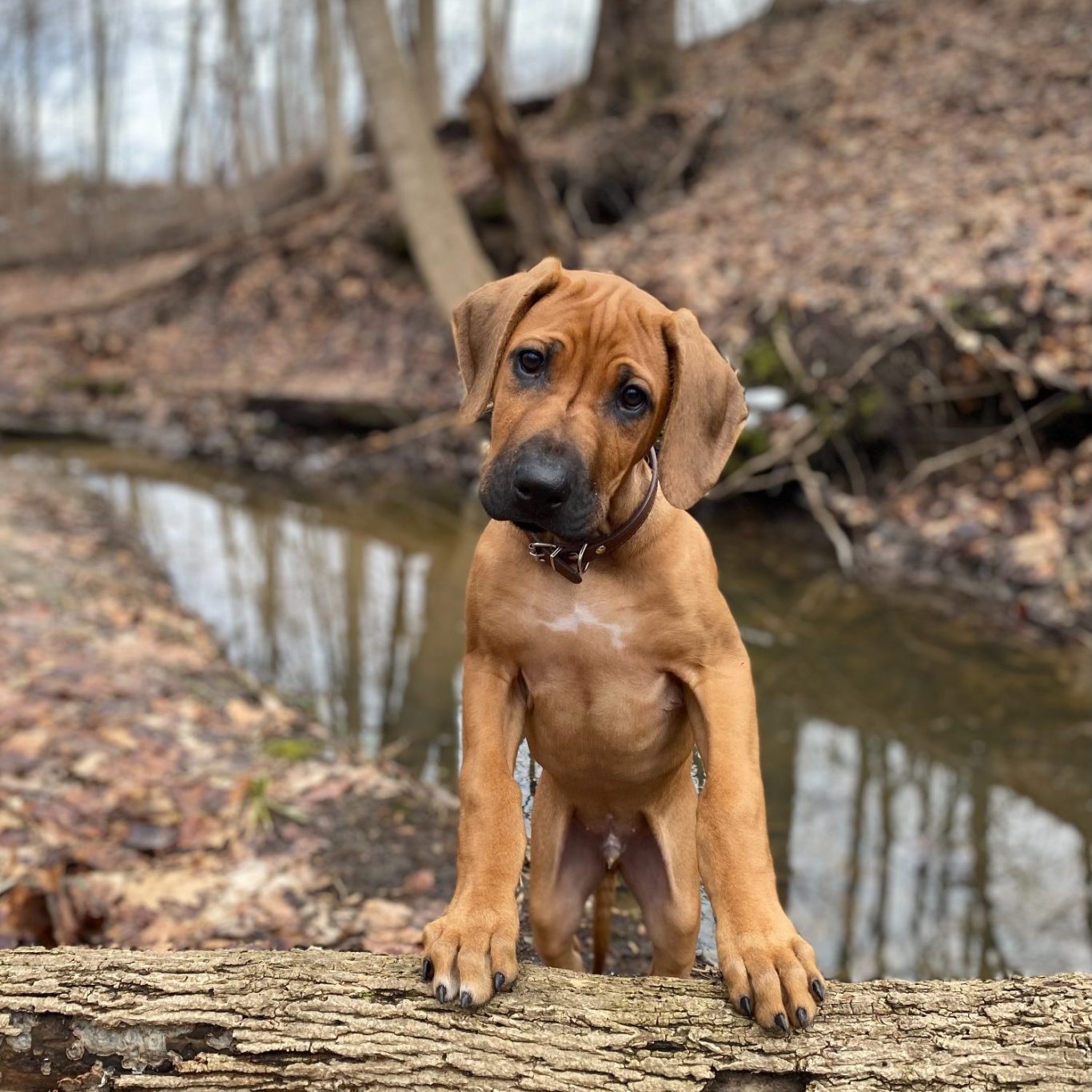 Rhodesian Ridgeback breeding puppies dock diving lure coursing FCAT scent therapy tracking conformation rally barn hunt CGC Farm Dog