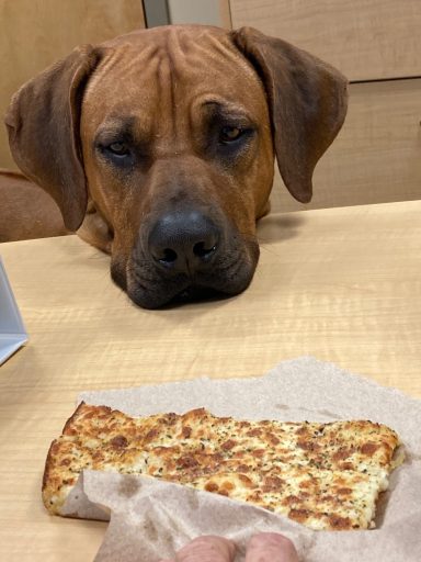 Rhodesian Ridgeback breeding puppies dock diving lure coursing FCAT scent therapy tracking conformation rally barn hunt CGC Farm Dog