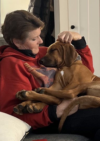 Rhodesian Ridgeback Puppies Breeding Lure Coursing Barn Hunt Fast Cat Dock Diving Conformation Rally SceRhodesian Ridgeback puppies breeding