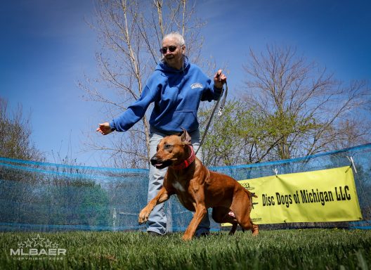 Rhodesian Ridgeback Puppies Breeding Lure Coursing Barn Hunt Fast Cat Dock Diving Conformation Rally Scent Ridgeback puppies breeding