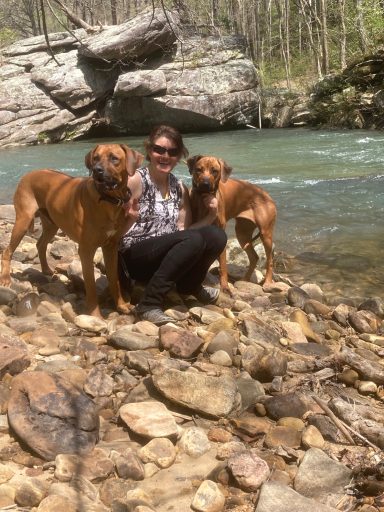 Rhodesian Ridgeback Puppies Breeding Lure Coursing Barn Hunt Fast Cat Dock Diving Conformation Rally Scent Work Therapy Dog Companionship 