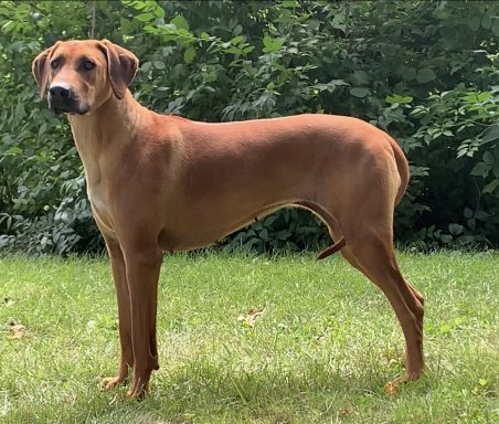 Rhodesian Ridgeback Puppies Breeding Ridgeback Puppies Breeding Lure Coursing Barn Hunt Fast Cat Dock Diving Conformation Rally Scent
