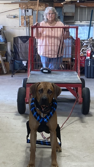 Rhodesian Ridgeback Puppies Breeding Lure Coursing Barn Hunt Fast Cat Dock Diving Conformation Rally Scent Work Therapy Dog Companionship 