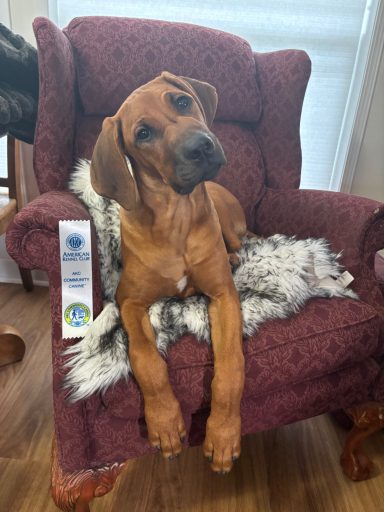 Rhodesian Ridgeback Puppies Breeding Lure Coursing Barn Hunt Fast Cat Dock Diving Conformation Rally SceRhodesian Ridgeback puppies breeding