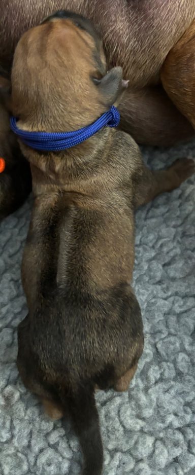 Rhodesian Ridgeback Puppies Breeding Lure Coursing Barn Hunt Fast Cat Dock Diving Conformation Rally Scent Ridgeback puppies breeding