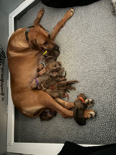 Rhodesian Ridgeback Puppies Breeding Lure Coursing Barn Hunt Fast Cat Dock Diving Conformation Rally Scent Ridgeback puppies breeding