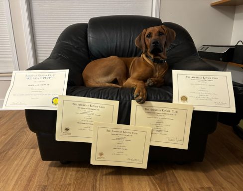 Rhodesian Ridgeback Puppies Breeding Lure Coursing Barn Hunt Fast Cat Dock Diving Conformation Rally Scent Ridgeback puppies breeding