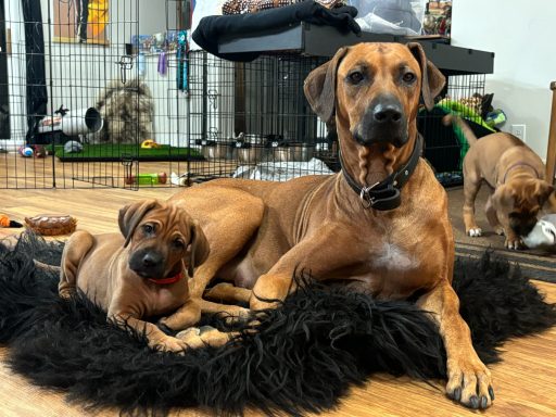 Rhodesian Ridgeback breeding puppies