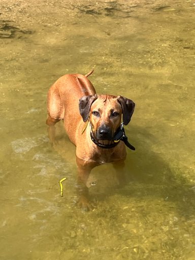 Rhodesian Ridgeback Puppies Breeding Lure Coursing Barn Hunt Fast Cat Dock Diving Conformation Rally Scent Work Therapy Dog Companionship 