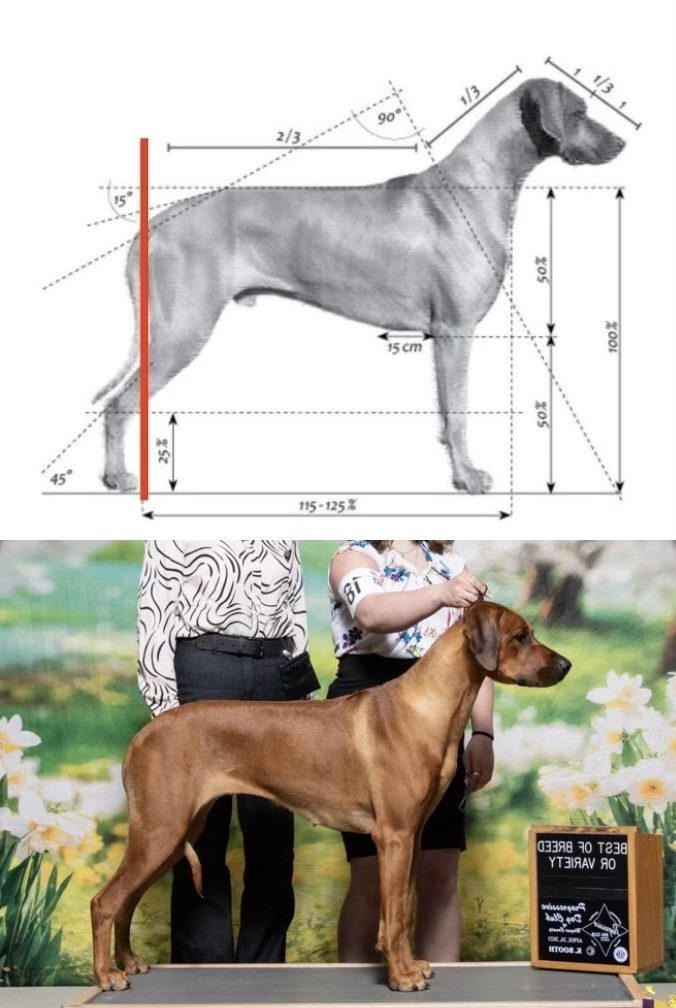 AKC Breeder Champion Dual champion puppies puppy Rhodesian Ridgeback