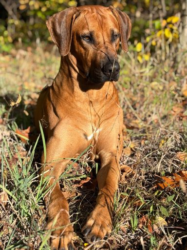 Lettie Kids Rhodesian Ridgeback Puppies Breeding Lure Coursing Barn Hunt Fast Cat Dock Diving Conformation Rally Scent Ridgeback puppies breeding