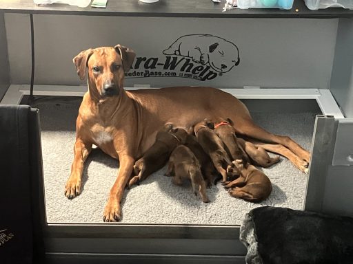 Rhodesian Ridgeback breeding puppies