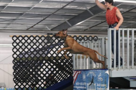 Rhodesian Ridgeback Puppies Breeding Lure Coursing Barn Hunt Fast Cat Dock Diving Conformation Rally Scent Ridgeback puppies breeding
