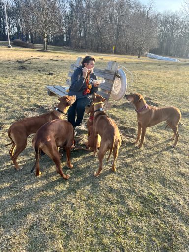 Rhodesian Ridgeback Puppies Breeding Lure Coursing Barn Hunt Fast Cat Dock Diving Conformation Rally Scent Ridgeback puppies breeding
