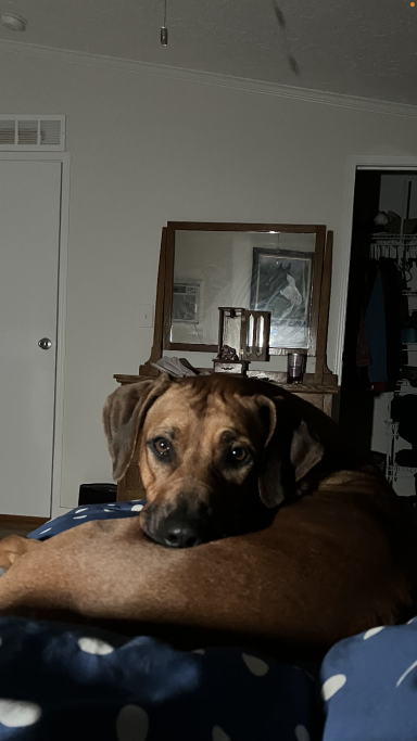 Rhodesian Ridgeback Puppies Breeding Lure Coursing Barn Hunt Fast Cat Dock Diving Conformation Rally Scent Work Therapy Dog Companionship 