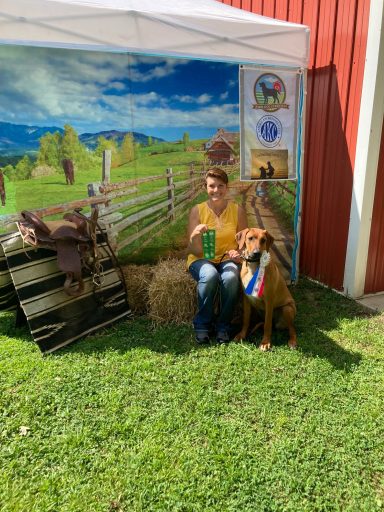Rhodesian Ridgeback Puppies Breeding Lure Coursing Barn Hunt Fast Cat Dock Diving Conformation Rally SceRhodesian Ridgeback puppies breeding