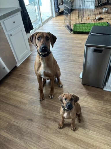 Rhodesian Ridgeback breeding puppies dock diving lure coursing FCAT scent therapy tracking conformation rally barn hunt CGC Farm Dog