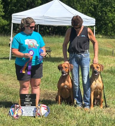 Rhodesian Ridgeback Puppies Breeding Lure Coursing Barn Hunt Fast Cat Dock Diving Conformation Rally Scent Ridgeback puppies breeding